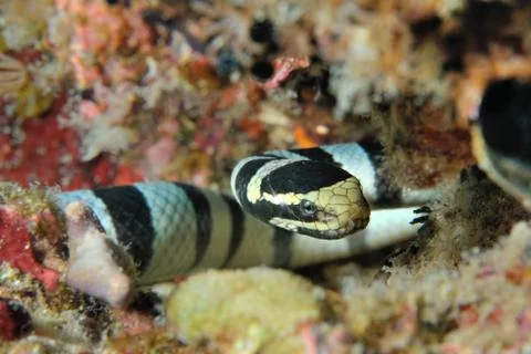Sea snake Stock Photos