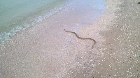 A sea snake quickly crawls along the sandy shore and crawls into the sea Video stock 223571006