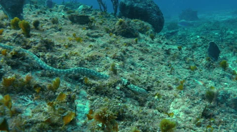 Sea snake slithers down rocky coral hill Stock Footage 68852010