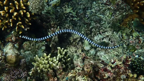 Sea snake in slow motion Stock Footage 132592981