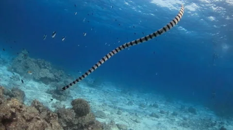 Sea snake swimming down from surface underwater Video stock 50480907