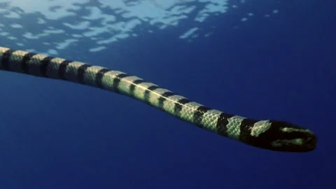 Sea snake swims down 4K Stock Footage 331276808