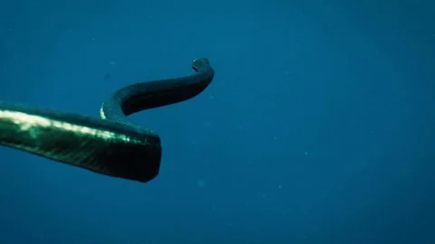 Sea Snake Underwater Slow Motion Stock Footage