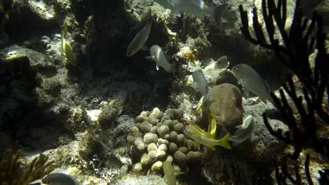 Sea snorkeling Stock Footage 82624914