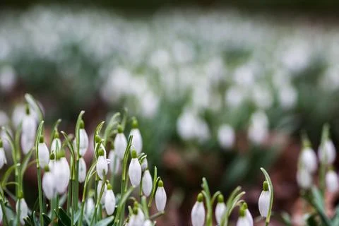 Sea of snowdrops Stock Photos