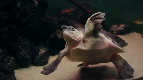 Sea soft-bodied turtle in the aquarium Stock Footage 218358795
