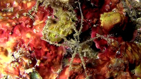 Sea spider (Anoplodactylus sp) on sponge Lembeh strait Indonesia Vidéo 78972756