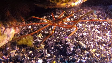 Sea spider crawls underwater in Atlantic ocean. Stock Footage
