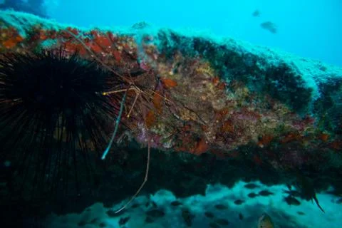 Sea spider Stock Photos