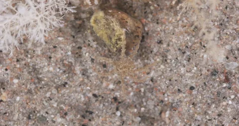 Sea spider Pseudopallene circularis close up, order Pantopoda, Callipallenidae Stock Footage 302189264