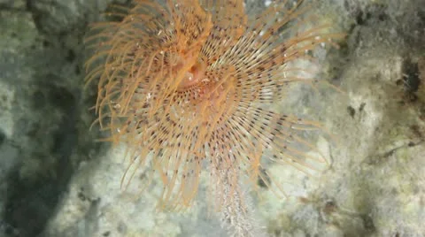 Sea Spirographus 動画素材 12524950