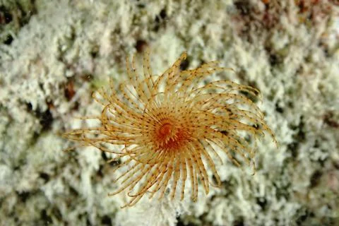 Sea Spirographus Stock Photos