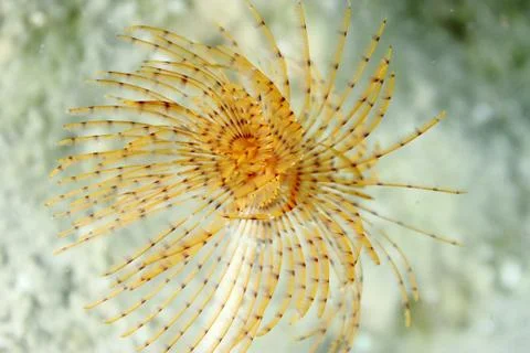 Sea Spirographus Stock Photos