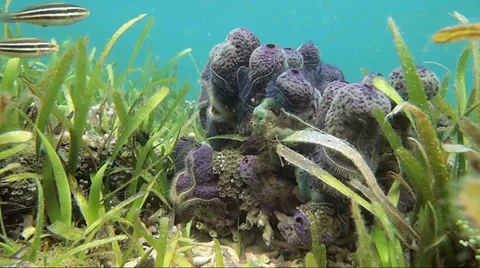 Sea sponge and tropical fish 動画素材 32186729