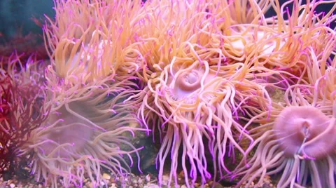 Sea ​​sponge in aquarium Stock Footage 8525261
