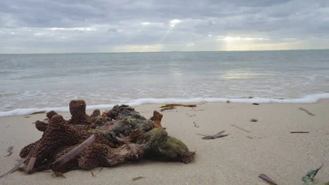 Sea Sponge Beach Waves Landscape with Cloudy Sky Stock Footage 318519803