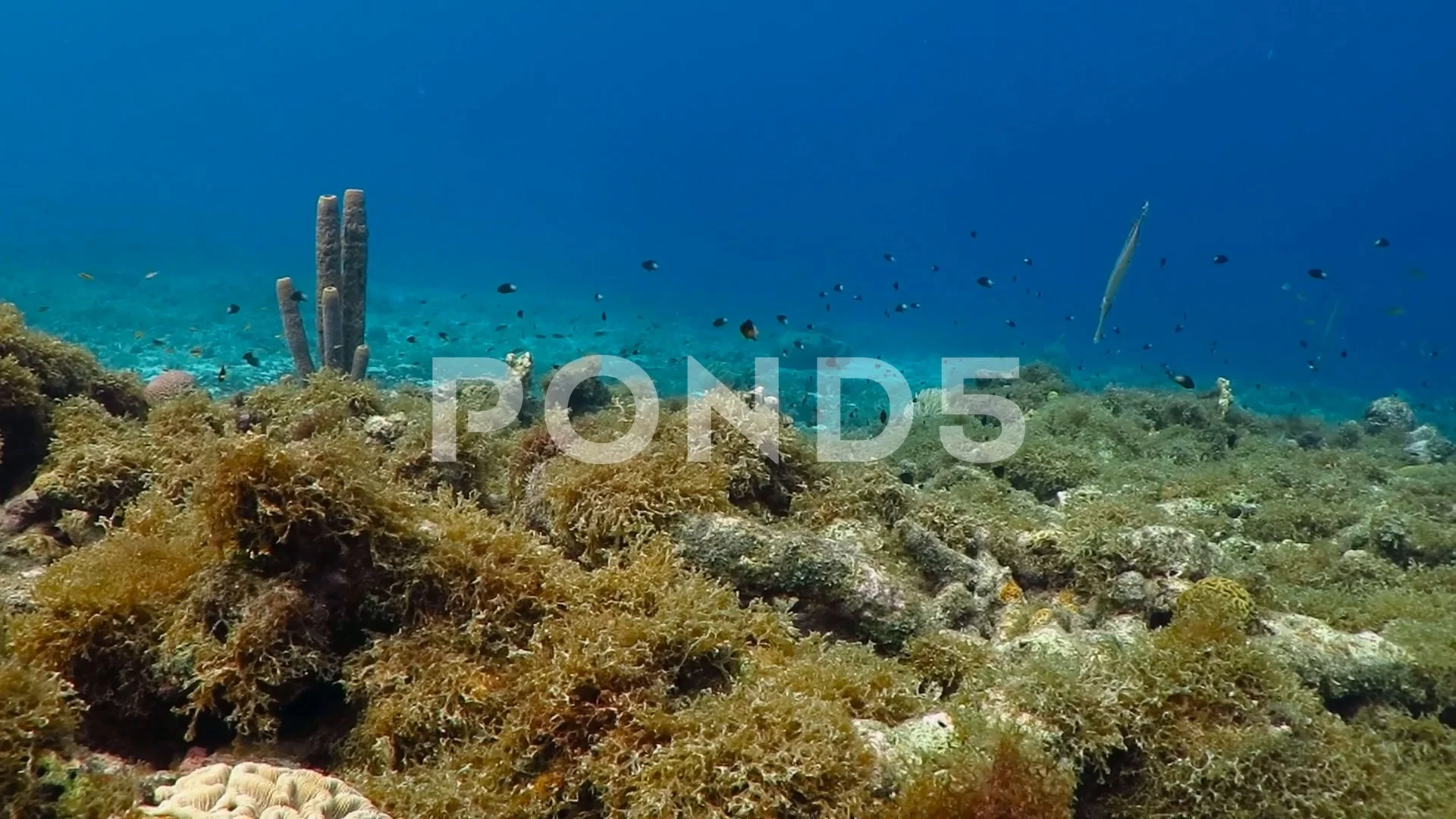 Sea Sponge Blue Ocean Tropical Reef An Stock Video Pond5