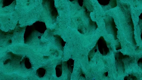 Sea Sponge Texture Illuminated with Red Then Blue Light Video Stock Footage 323389316