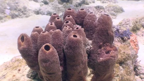 Sea sponges underwater in ocean of wildlife Philippines. Stock Footage