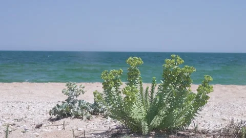 Sea spurge on the sandy-shell beach Stock Footage 308076322