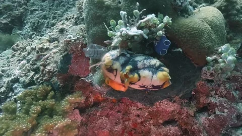 Sea squirt closing siphons Stock Footage 314968541