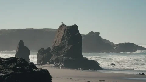 Sea stack with seagull on sandy beach with waves crashing on shore in fort bragg Stock Footage 256747038