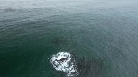 Sea stack surrounded by flock on a mild summer at dusk. 4k, 24fps, slow Video stock 248992992