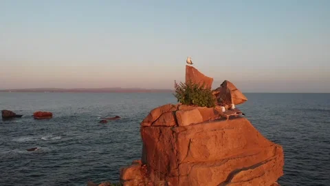 Sea stack where seagulls have nested among rugged cliffs at sunset Video stock 323708610