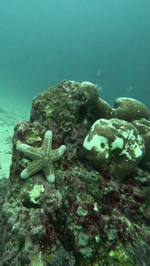 Sea star and bleaching corals Stock Footage 286379328