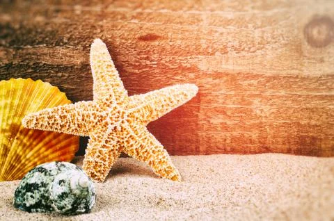 Sea star and shells Stock Photos