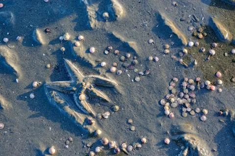 Sea star and small shells on a low-tide beach Stock Photos