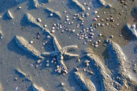 Sea star and small shells on a low-tide beach Stock Photos