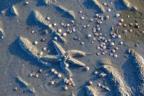 Sea star and small shells on a low-tide beach Stock Photos
