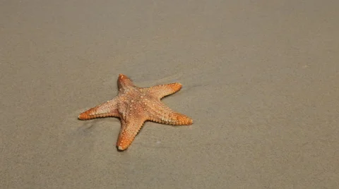 Sea star on the beach Vidéo 48279168