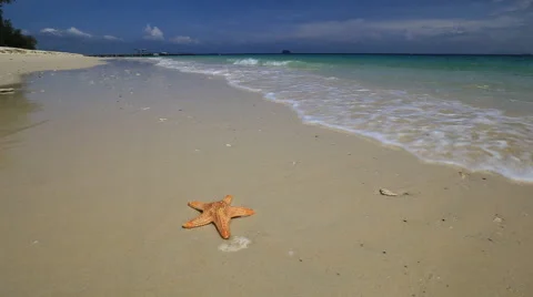 Sea star on the beach 스톡 동영상 48282121