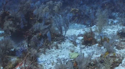 Sea star, corals Vídeo Stock 11242043