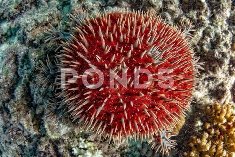 Sea star crown of thorns while eating hard coral Stock Photos