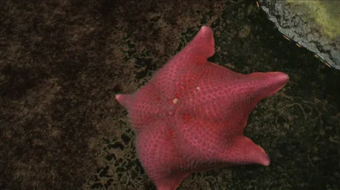 Sea Star fish. 스톡 동영상 38319691