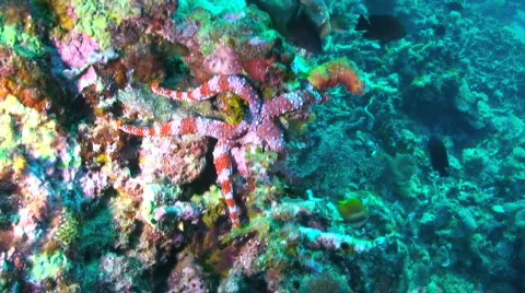 Sea Star Stock Footage 351789