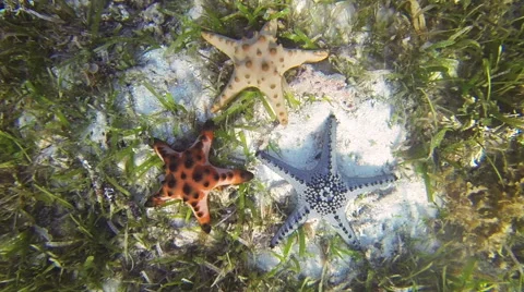Sea star Stock Footage 50584702
