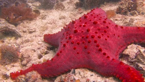 Sea star. Stock Footage 73238565