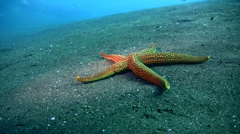 Sea star moving Stock Footage