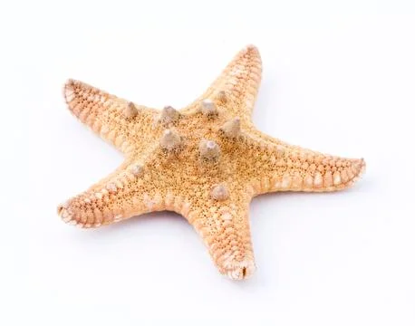 Sea star Stock Photos