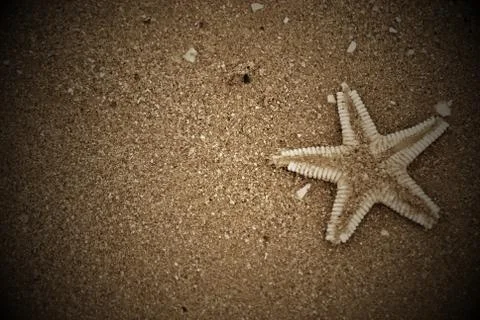 Sea star Foto stock