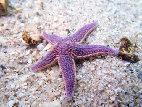 Sea Star 写真素材