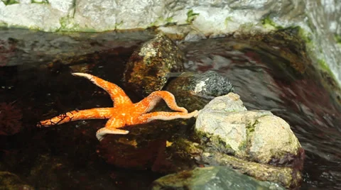 Sea Star on the Rocks Stock Footage 36217707