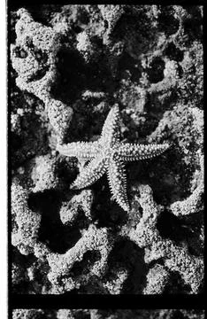 Sea Star on Rugged Limestone Texture Stock Photos