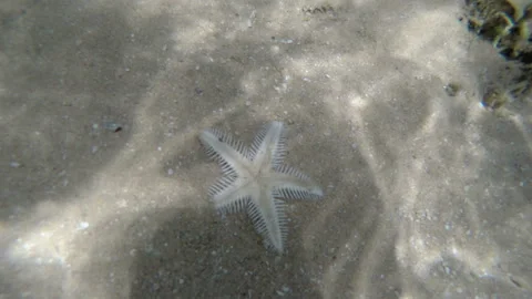 Sea star on sand Stock Footage 85799176