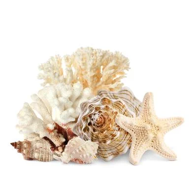 Sea star, shells and corals isolated on white Stock Photos