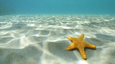 Sea Star Slow mo Video stock 56195348